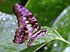 Tailed Jay (Graphium agamemnon)