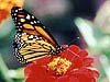 Monarch Butterfly (Danaus plexippus) 
