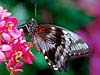 Nireus Swallowtail Papilio nireus
