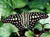 Tailed Jay (Graphium agamemnon)
