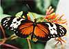 Tiger Longwing (Heliconius hecale)
