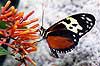 Tiger Longwing (Heliconius hecale)

