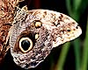Owl Butterfly (Caligo idomeneus)
