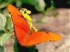 Orange Julia Butterfly (Dryas iulia)
