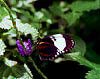 White and Blue Longwing (Heliconius cydno)
