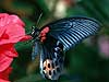 Great Mormon 21 (Papilio memnon agenor)