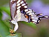 Papilio cresphontes 