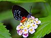 Atala Butterfly (Eumaeus atala)
