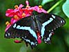 Papilio nireus 