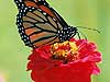 Monarch Butterfly on Zinnia 16 (Danaus plexippus)