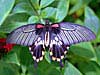 Great Mormon (female) (Papilio memnon agenor)
