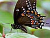 Spice Bush Swallowtail (Papilio troilus)
