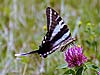 Zebra Swallowtail (Eurytides marcellus)

