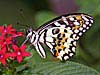Lime Butterfly (Papilio demolius)