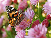 Painted Lady Butterfly 01-14 (Vanessa cardui)
