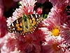 Painted Lady Butterfly 01-14-6 (Vanessa cardui)