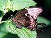 Mariposa esmeralda (Papilio palinurus)