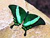 Mariposa esmeralda 19 (Papilio palinurus)
