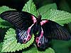 Mariposa rumanzovia (Papilio rumanzovia)