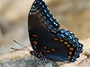 Red Spotted Purple Butterfly - 115 (Limenitis arthemis)