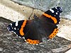 Red Admiral Butterfly - 123 (Vanessa atalanta)