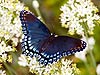Red Spotted Purple Butterfly - 83 (Limenitis arthemis)