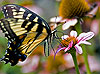 Tiger Swallowtail on Purple Coneflower (45)