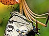 Tiger Swallowtail on Lily (66)