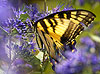 Tiger Swallowtail and Blue Flowers 
