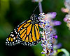 Monarch Butterfly 12 (Danaus plexippus)