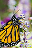 Monarch Butterfly 18 (Danaus plexippus)