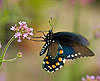Pipevine Swallowtail 89 (Battus Philenor)