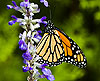 Monarch Butterfly  (Danaus plexippus 199)