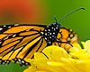 Monarch Butterfly 204 (Danaus plexippus)