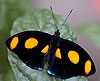 Grecian Shoemaker Butterfly 02 (Catonephele numilia)