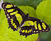 Malachite Butterfly   (Siproeta stelenes 09)
