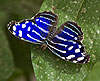 Cyaniris Bluewing (Myscelia cyaniris 18)