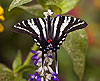 Zebra Swallowtail 29 (Eurytides marcellus)