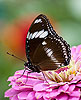 Great Eggfly Butterfly (Female)   (Hypolimnas bolina 66)