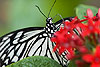Paper Kite or Rice Butterfly (74) (Idea leuconoe)