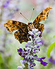 Comma Butterfly (98) (Polygonia c-album)
