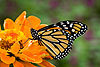 Monarch Butterfly (107) (Danaus plexippus)