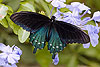 Pipevine Swallowtail 125 (Battus Philenor)