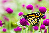 Mariposa Monarca en campo de flores moradas 