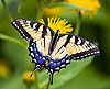 Tiger Swallowtail  13 (Papilio glaucus)