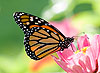 Monarch Butterfly on Pink Flower (Danaus plexippus 24)