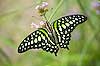 Tailed Jay Butterfly (209) (Graphium agamemnon)