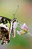 Tailed Jay Butterfly (244) (Graphium agamemnon)