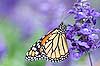Mariposa monarca (329) (Danaus plexippus)