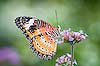 Malay Lacewing  Butterfly (362) (Cethosia hypsea)